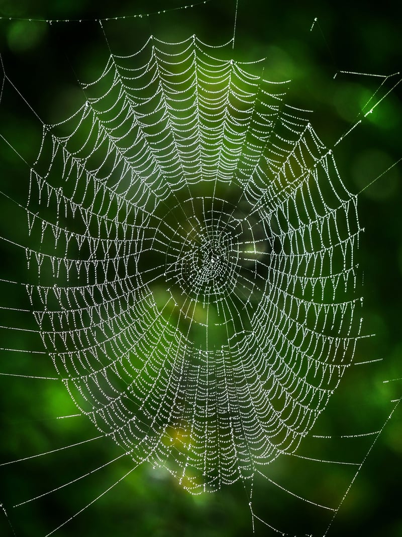 Support Networks
